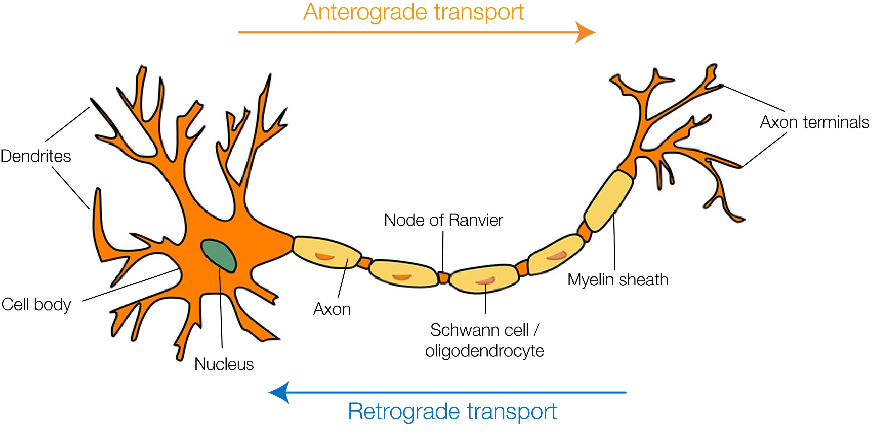 Development and applications of neuronal tracers