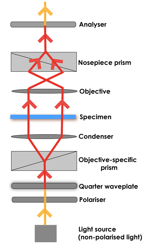 A diagram showing the journey of light in DIC