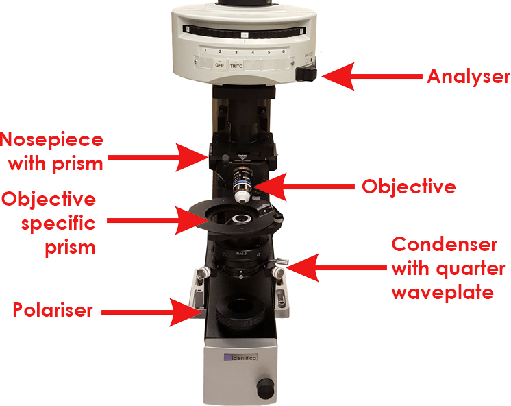 differential interference contrast microscopy